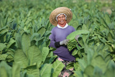 Previously affected by layoffs, Sudarti is now more prosperous thanks to tobacco farming