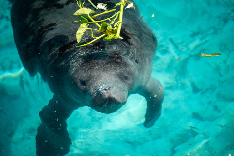 An African manatee goes up to the surface for breathing in this undated photo.