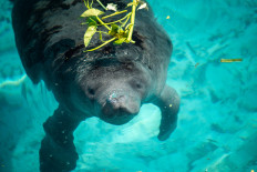 Saving the mysterious African manatee at Cameroon hotspot