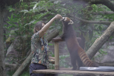 Batu zoo receives red pandas, giraffes from Japan in exchange program
