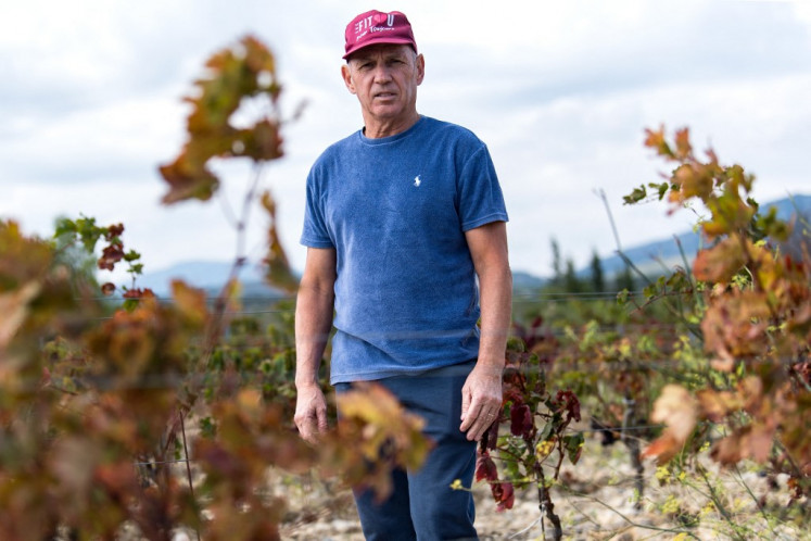 Lilian Copovi, president of the Cave Cooperative de Leucate, poses in a vineyard hit by the drought in Leucate, south-western France, on Sept. 23, 2024. The few scarlet, sun-reddened leaves on the anemic stumps of his vineyard are signs that push Nicolas Castan, a winegrower for three generations in Leucate, Aude, to perhaps stop his job after another drought-affected harvest.