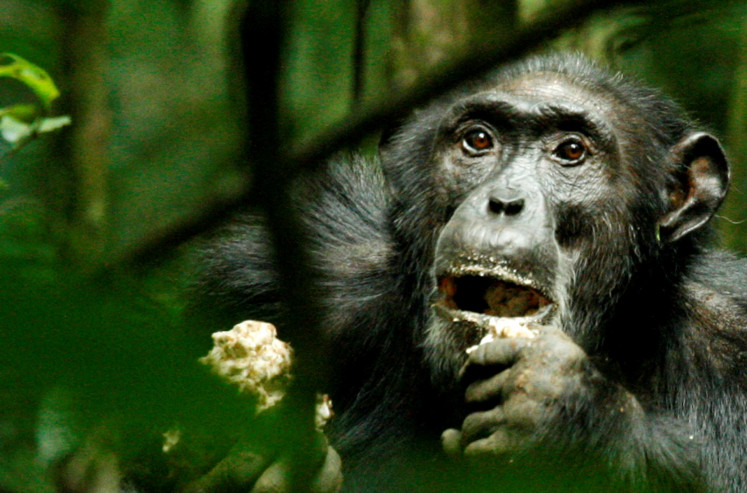  A dominant male chimpanzee feeds in Kibale National Park tropical rainforest in Uganda on Dec. 2, 2006.