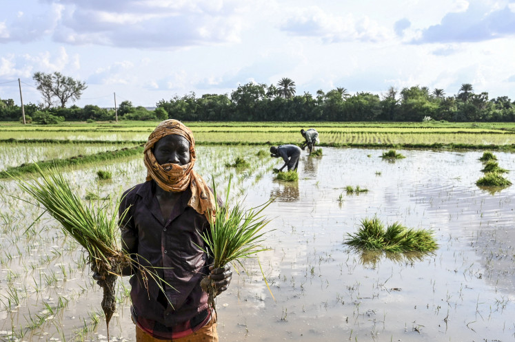 Underfunded sector: A farm worker carries bunches of rice in a rice paddy near Niamey in Niger on Aug. 16, 2023.