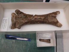 A comparison of an adult vertebrae and the juvenile vertebrae of the Cretaceous period pterosaur Cryodrakon boreas, seen in the collection of the Royal Tyrrell Museum of Palaeontology in Drumheller, Canada, is seen in this handout image taken on Aug. 31, 2023, and released on Jan. 23, 2025.
