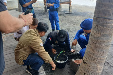Officials rescue sea turtle eggs in northern Bali
