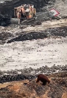 This screen grab taken from video released by Ahmad Baihaqi shows a critically endangered orangutan walking in a coal mine in East Kutai regency of East Kalimantan province on Jan. 27, 2025.