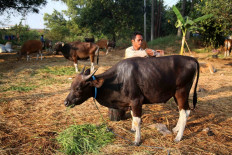 Livestock trader Tarmizi washes a cow at a sale site for qurban (animal sacrifice) livestock in Cileungsi, Bogor regency, on July 22. Tarmizi and his colleagues shipped at least 40 cattle from their hometown in Bima regency, West Nusa Tenggara, to Tanjung Priok Port in North Jakarta. In line with COVID-19 health protocols, they had to pay Rp 600,000 per person to obtain health certificates to be allowed to board the ship. 