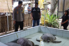 Bali’s Jembrana Police foil sea turtle smuggling attempt