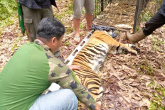 Riau plantation worker dies in third tiger attack of 2025