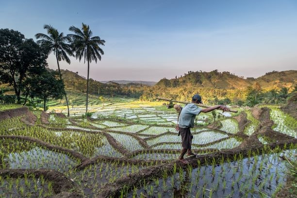 A farmer walks among rice fields in Brebes regency, Central Java, in this undated photo from Imperfect Frame, a nationwide documentary project supported by the Tourism Ministry launched in 2017. (Imperfect Frame/Marius Moragues)