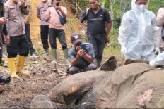 Sumatran elephant found dead near Mount Leuser National Park