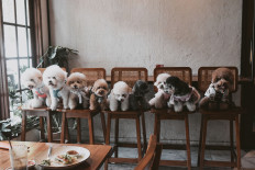 Pet-friendly caf&eacute;s: Serving more than just human food