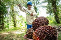 Apical optimistic about fulfilling 2030 sustainability targets