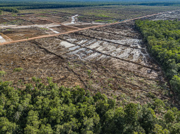 Indonesia food plan risks 'world's largest' deforestation