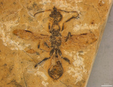 A 113-million-year-old fossilized ant preserved in limestone, the world's oldest-known ant specimen, unearthed in northeastern Brazil as seen in this photograph released on April 24, 2025. 
