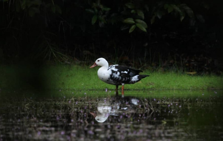 All by myself: An adult ‘mentok rimba’, or white-winged duck, stands in a shallow pond at Way Kambas National Park in Lampung, in this undated photo. Upgraded to critically endangered status last year on the IUCN Red List, the iconic Southeast Asian bird species now survives in a handful of remaining habitats in Indonesia, India, northern Myanmar and western Thailand. (Way Kambas National Park/Dicky Tri Sutanto)