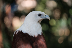 A brahminy kite is seen on July 10, 2022, in the Faunaland conservation area at the Ancol Dreamland Park in North Jakarta.