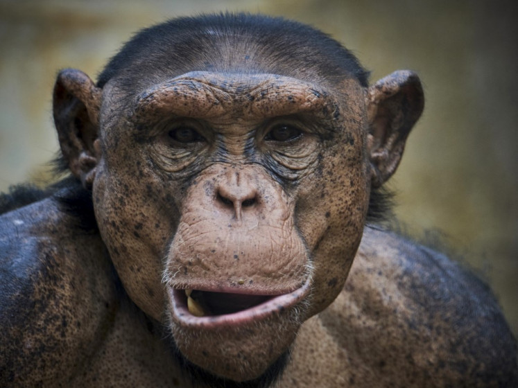 A chimpanzee is pictured inside his enclosure at the Beauval Zoopark in Saint-Aignan, central France, on May 7, 2025.