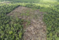 This aerial photo shows a part of the protected mangrove forest near the Bram Itam River in Tanjung Jabung Barat, Jambi that has been cut down, on May 11, 2025.