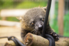 A young binturong, also known as a bearcat, clings to a branch in its enclosure at Bandung Zoo in Bandung, West Java in this undated handout photo. Wild populations of ‘Arctictis binturong’, native to South and Southeast Asia, have declined around 30 percent over the past three decades primarily due to poaching and habitat loss due to deforestation and forest fragmentation.