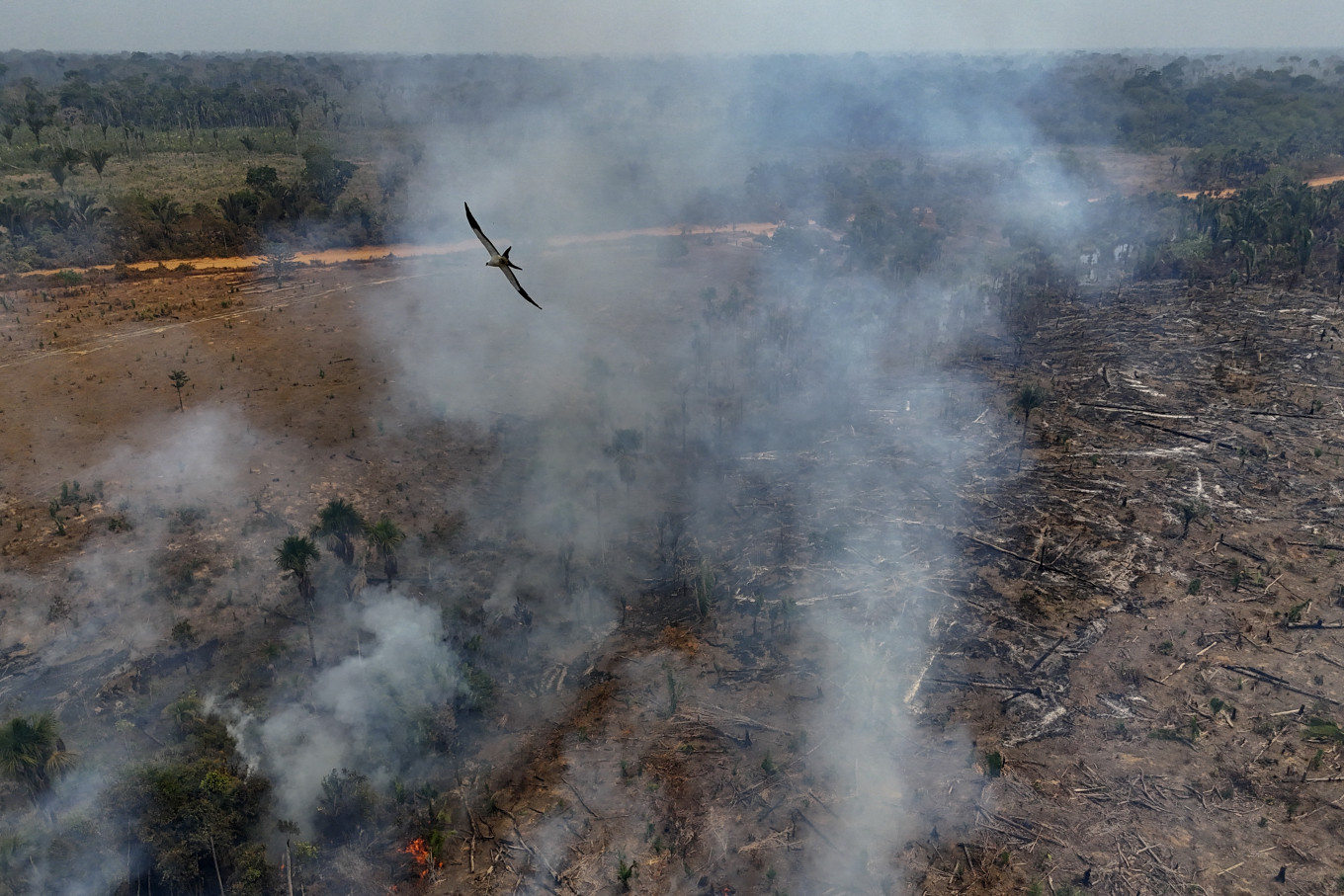Brazil Fires Drive Akselerasi di Deforestasi Amazon: Laporan – Amerika