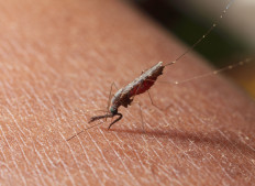 Papua primary target in battle to eradicate malaria nationwide