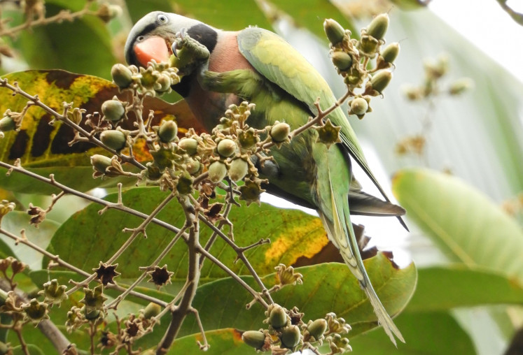 Rare beauty: A red-breasted parakeet (Psittacula alexandri), locally known as betet biasa, perches on a tree branch. The bird is classified as near threatened on the IUCN Red List as it is frequently targeted by illegal traders.