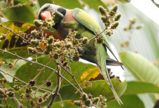 Rare bird sightings highlight Jakarta Naturalist Walk exploration on urban biodiversity