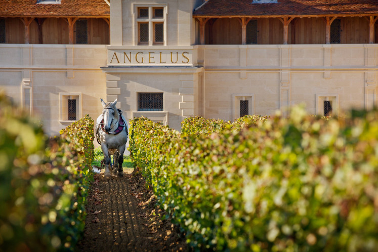 The Ch'teau Angélus estate sprawls across 131 hectares in Saint-Émilion, a city in France’s famed Bordeaux wine region.