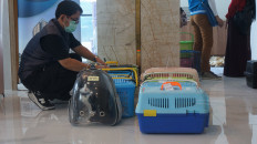 Sanctuary or dumping ground? Jakarta’s cat island plan gets tepid response