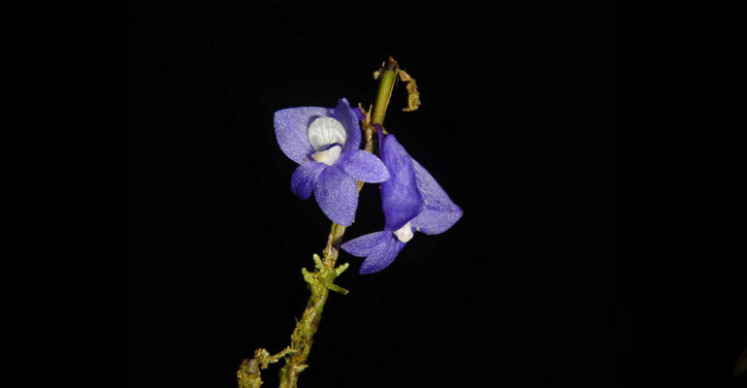 The blue orchid (Dendrobium azureum Schuit.) is a rare and endemic species found exclusively in Raja Ampat’s Waigeo Island Nature Reserve. The species has been classified as endangered on the the International Union for Conservation of Nature (IUCN)  Red List, and its population has continued to decline due to deforestation and collection by plant traders.