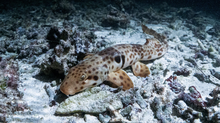 A view of Hemiscyllium freycineti, also known as epaulette shark or speckled-carpet shark, is captured in its Raja Ampat coral habitat, Southwest Papua, in May 2024. The shark has developed the ability to walk on the seabed, and even on land, using an undulating, crawling motion thanks to the evolutionary adaptation in their pectoral and pelvic fins. This behavior earned them the moniker “walking shark“.