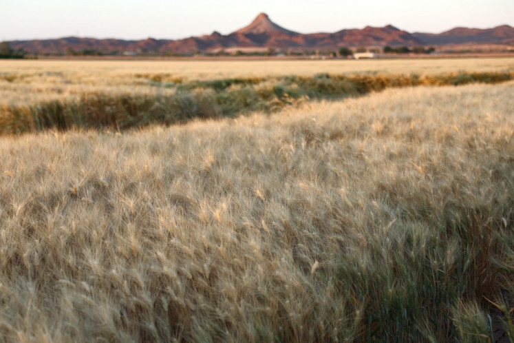 Wheat grows on farmland which is irrigated by water from the nearby and long-depleted Colorado River on May 25, 2023 near Yuma, Arizona, US.  
