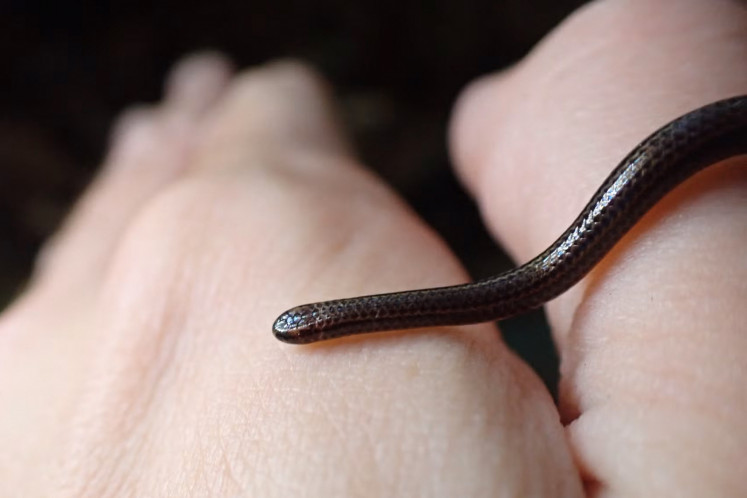 This handout photo obtained on July 25, 2025, courtesy of Re:wild shows a Barbados threadsnake in March 2025. A snake so small it could be mistaken for a worm has been spotted in Barbados, nearly two decades after it was thought to have been “lost“ to science. The Barbados threadsnake (Tetracheilostoma carlae) was found hiding under a rock in central Barbados during an ecological survey in March 2025 by the Barbados Ministry of the Environment and National Beautification and Re:wild, a conservation group.