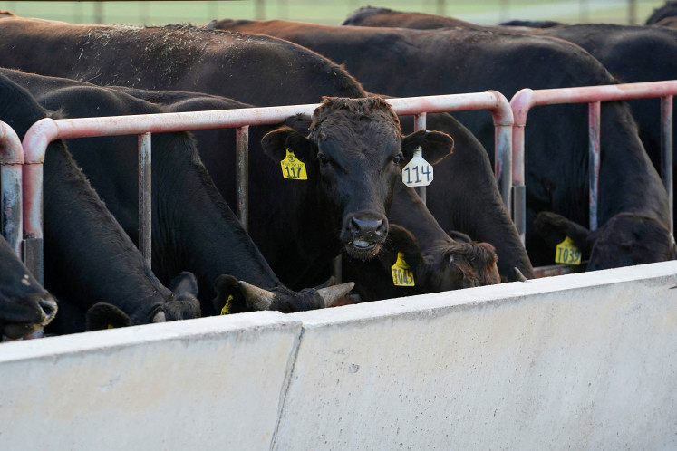 Wagyu cattle feed at Grasslands Wagyu ranch near Blanchard, Oklahoma, US, on July 11, 2024.