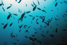 A picture taken on September 23, 2018, shows Damselfishes in the seabed of the Plane island in the Mediterranean Sea, near Marseille, southern France. 