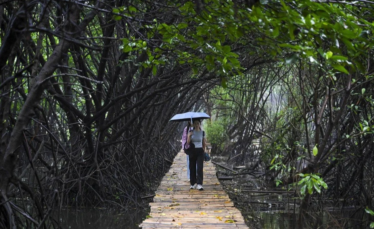 Shady stroll: A visitor strolls on Dec. 7, 2024, on a footpath through a mangrove forest at Angke Kapuk Nature Park in North Jakarta. 
