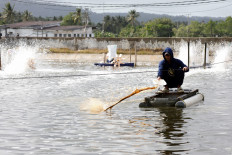 A worker feeds shrimps at Ujung Kulon Sukses Makmur Abadi, a shrimp farms company in Pandeglang, Banten, on July 29, 2025.