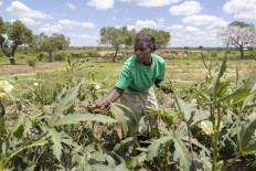 A resident harvests okra pods on April 9 from a crop on a communal patch of land where villagers from Milore village grow food crops due to its proximity to a nearby dam in Kilifi County, Kenya.