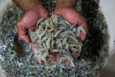A trader displays shrimp for sale at the Muara Angke Fish Market in Jakarta on Sept. 2, 2025.