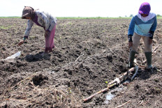 Under the sun job: Workers plant sugarcane seedlings on Friday in Hamparan Perak, Deli Serdang regency, North Sumatra. The government has allocated Rp 1.5 trillion (US$91.41 million) to purchase sugar from farmers, which will be implemented by state-owned food company ID Food.