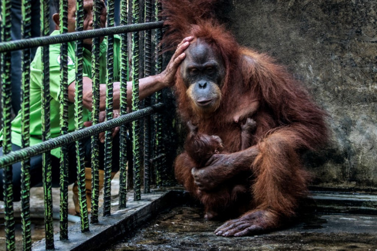 Susi, a 15-year-old rescued orangutan by the community when she was about three years old, holds her 20-day-old baby named Ade at the Kasang Kulim Conservation Institute in Kubang Jaya, Riau on May 22, 2025.