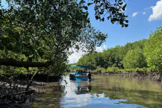 A guide leads a boat carrying visitors in the Ngurah Rai Forest Park (Tahura) in Denpasar, Bali, on Sept. 19, 2024. The Forestry Ministry designated the mangrove forest as a Tahura in 1993 with an area of 1,373.5 hectares.