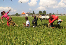 To ensure the country’s long-term food security, as well as its agricultural growth, will require the wise stewardship of Indonesia’s natural resources and biodiversity: its forests, woodlands, grasslands, wetlands, and rivers all have a critical role to play. 
