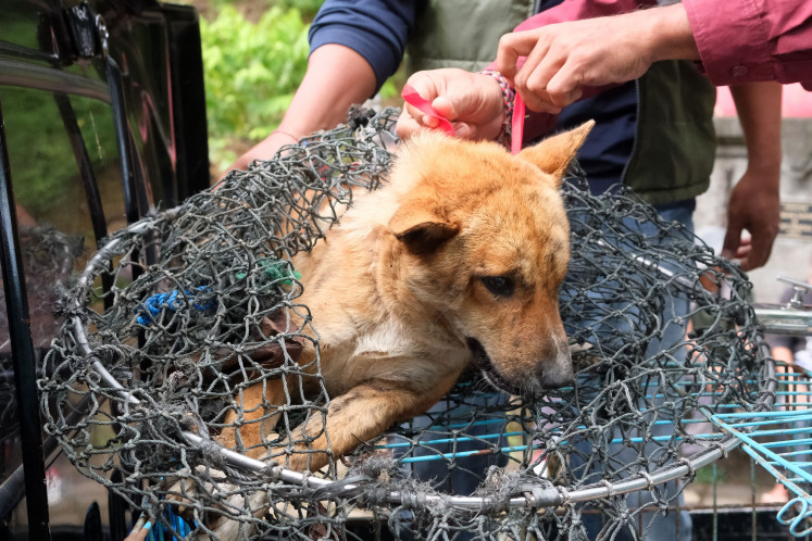 Tails of hope: Officers capture stray dogs on Thursday to be evacuated to a shelter at the Shiva Temple in Pujungan village in Tabanan, Bali. The Tabanan Agriculture Agency evacuated nine dogs abandoned by their owners to the shelter after a rabies infected dog bit 15 climbers of Mount Batukaru on Sept. 21. The agency also vaccinated 493 dogs owned by residents in the village to prevent rabies.