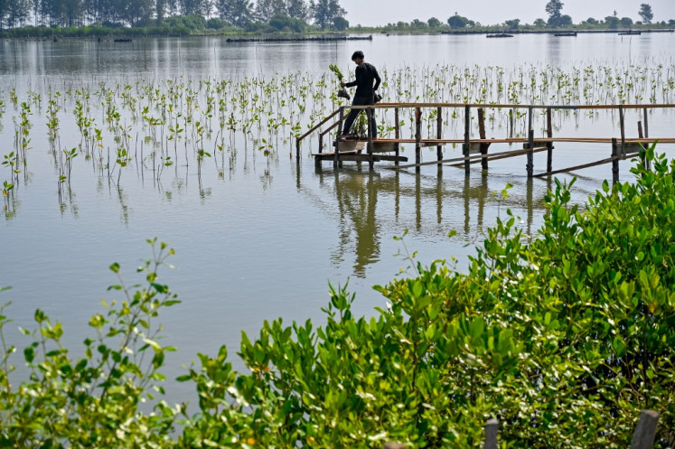 A volunteer plants mangrove seedlings on June 26 at a beach that was devastated by the boxing day 2004 Indian Ocean earthquake and tsunami at Kajhu on the outskirts of Banda Aceh.