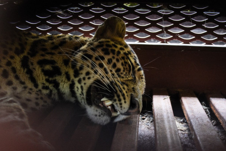 A tranquilized Javan leopard lies inside a cage at a hotel in Bandung, West Java, on October 6, 2025, after wandering into the hotel premises. A leopard was captured on September 6 after it was seen wandering loose into a hotel complex in one of Indonesia's popular holiday spots, causing panic among the guests.