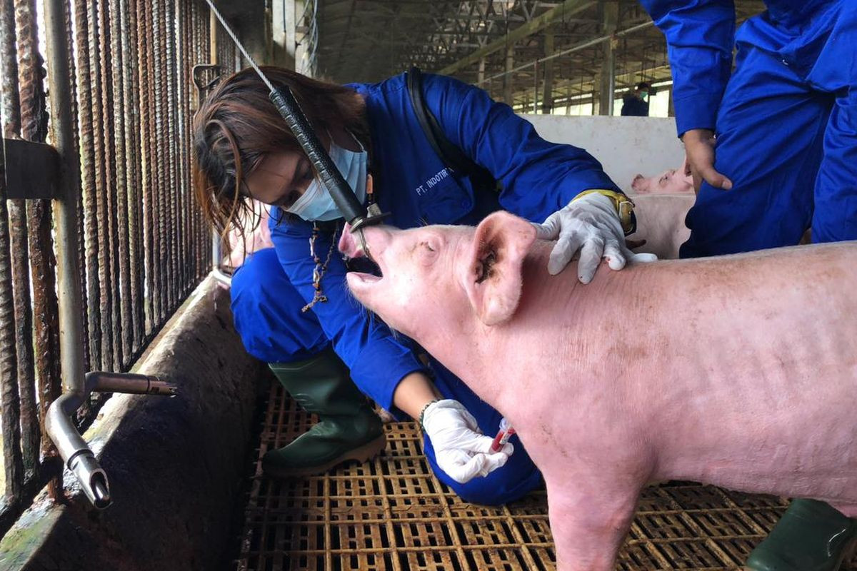 A worker takes a blood sample from a pig at a farm belonging to PT Indo Tirta Suaka (ITS) on Bulan Island in the Riau Islands, in this undated photo from the Agriculture Ministry, provided in connection with the April 2023 outbreak of African swine fever (ASF) in the province.
