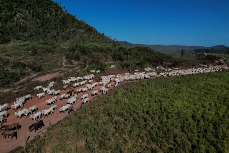 A herd of cattle is seen on a road in Sao Felix do Xingu, Para state, Brazil, on June 20, 2025. In 2024, forest fires ravaged nearly 18 million hectares of the Brazilian Amazon, driven by an unprecedented drought linked to climate change.