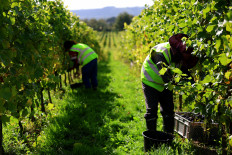 Unmistakably British: Workers pick grapes during the harvest at the Nyetimber vineyard, in the village of West Chiltington, near Horsham, Britain, on Sept. 25, 2025.